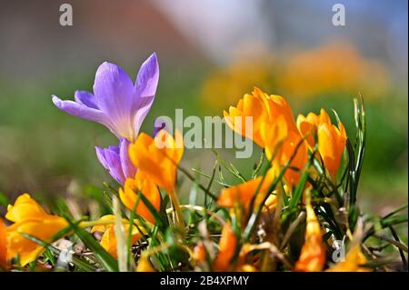 Frühlingsblumen. Schöne bunte erste Blumen auf Wiese mit Sonne. Crocus Romance Gelb - Crocus Chrysanthus - Crocus tommasinianus - Crocus Tommas Stockfoto