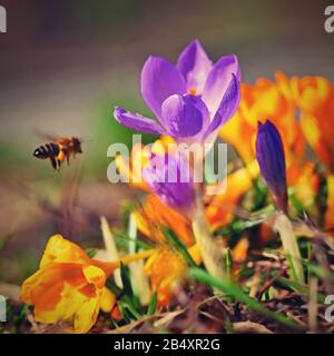 Frühlingsblumen mit fliegender Biene. Schöne bunte erste Blumen auf Wiese mit Sonne. Crocus Romance Gelb - Crocus Chrysanthus - Crocus tommasinianu Stockfoto