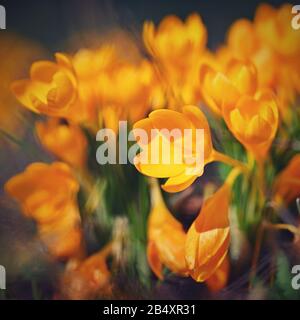 Frühlingsblumen. Schöne bunte erste Blumen auf Wiese mit Sonne. Crocus Romance Gelb - Crocus Chrysanthus - Crocus tommasinianus - Crocus Tommas Stockfoto