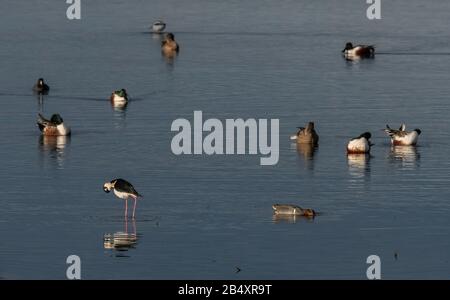 Schwarzhalsstelz, Himantopus mexicanus, Grüngeflügelter Teal, Shoveler etc. Füttern im Mündungsgebiet, Kalifornien. Stockfoto