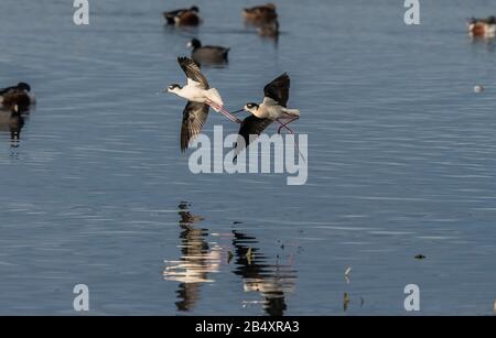 Schwarzhalsstelze, Himantopus mexicanus im Flug über Estuarinschlamm, Frühwinter. Baylands Nature Preserve, Palo Alto, Kalifornien Stockfoto