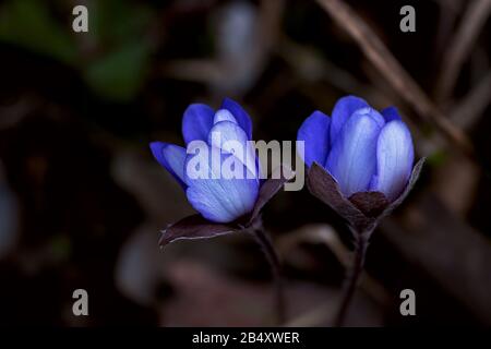 Anemon hepatica wird auch als gewöhnliche Hepatica, Leberwurst, Kidneywort, Pennywort bezeichnet Stockfoto