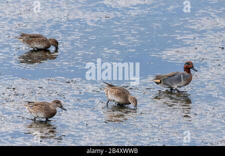 Grün-geflügelter Teal, Anas carolinensis, der sich bei Ebbe im Flussschlamm ernährt, Kalifornien. Stockfoto