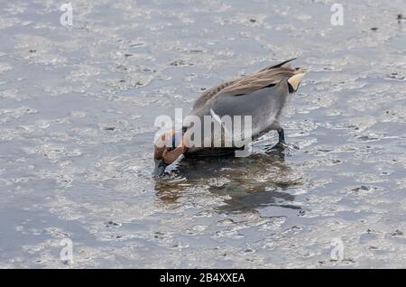Männliches grün-geflügeltes Teelchen, Anas carolinensis, Fütterung der Flussmündungsregion bei Ebbe, Kalifornien. Stockfoto