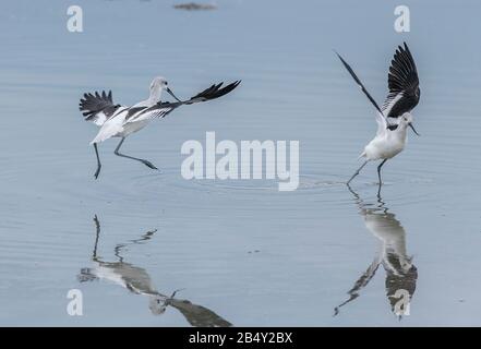 American Avocet, Recurvirostra Americana, im Flug im Lebensraum Küstenmündungsgebiet, Kalifornien. Stockfoto