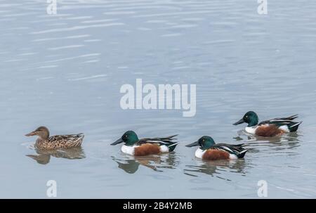 Gruppe der nördlichen shoveler, Spatel Clypeata, an der Küste estuarine Lebensraum, im Winter. Stockfoto