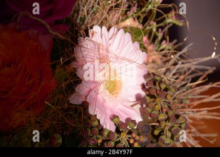 Rosa Gerbera im Fokus in gemischter Blumenarrangement, leuchtend rosa Gerbera im Liebesbuquet Stockfoto