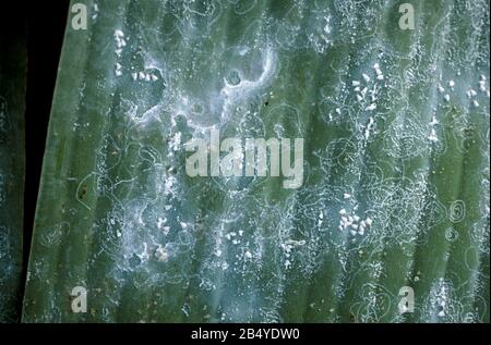 Spiralige weiße (Aleurodicus dispersus) Erwachsene und zirkuläre Wachswege auf der Unterseite eines Bananenblattes, Mindanao, Philippinen, Februar Stockfoto