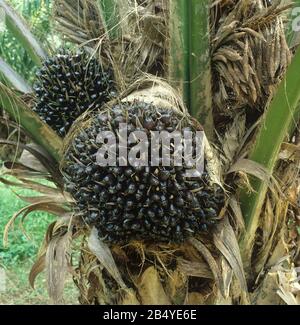 Ölpalme (Elaeis guineensis) in einer Plantage mit dunkelreifen Früchten, bevor sie zur Ölgewinnung, Malaysia, Februar, erntet Stockfoto