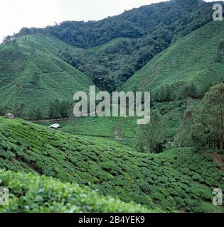 Malerische Steiltee-Plantagen (Camelia Sinensis) in der Berglandschaft in den Cameron Highlands von Malaysia, Februar Stockfoto