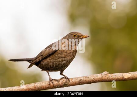 Femaie Blackbird, Common Blackbird, Turdus merula, thront auf einer Filiale in einem britischen Garten Stockfoto