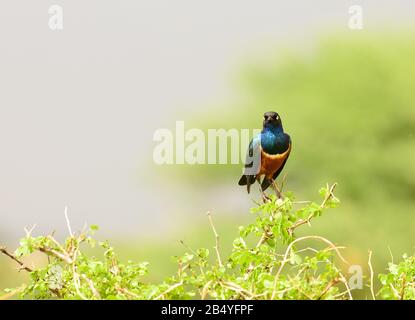 Ausgezeichnete Starling (Lamprotornis superbus) im Tarangire Nationalpark Stockfoto