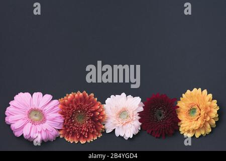 Fünf unterschiedlich gefärbte Gerbera-Blumen liegen nebeneinander auf einer dunklen Basis Stockfoto