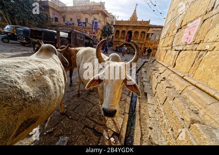 Jaisalmer, Rajasthan, indien. Januar 2014. Das weitläufige Jaisalmer Fort und seine engen Gassen, Rajasthan, Indien. Stockfoto