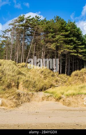 Sanddünen und korsische Pine Trees am Newborough Beach, Anglesey Stockfoto