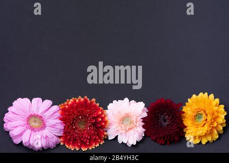 Fünf unterschiedlich gefärbte Gerbera-Blumen liegen nebeneinander auf einer dunklen Basis Stockfoto