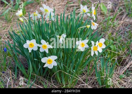 Junge Narzissen an einem sonnigen Mai-Tag Stockfoto