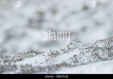 Mountain Hare, Strathearn, Cairngorme National Park, Schottland Stockfoto