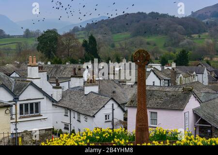 Eine Menge Schakdaws, die über das Dorf Hawkshead, Lake District, Cumbria, Großbritannien fliegen, vom Gelände der St Michaels und All Angels Church aus gesehen. Stockfoto