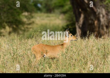 Nahaufnahme der Riedböcke (Wissenschaftlicher Name: Redunca redunca, oder "Tohe ndope" in Swaheli) in den Lake Manyara Nationalpark, Tansania Stockfoto