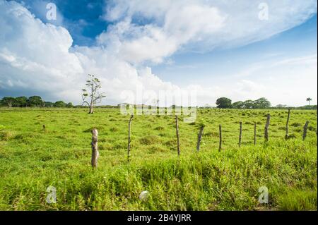 Grünes Feld und tropische Palme unter blauem Himmel. Sonnenuntergang. Stockfoto