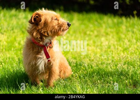 Glücklicher kleiner orangefarbener havanesischer Welpenhund im grünen Gras sitzend Stockfoto