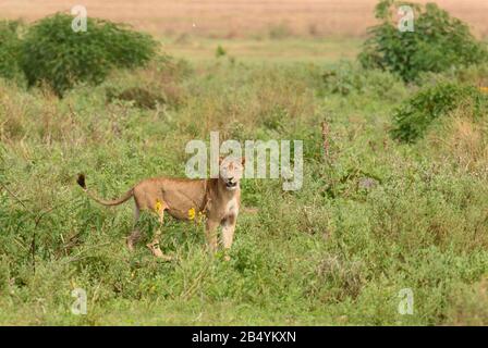 Weiblicher Löwenstolz (wissenschaftlicher Name: Panthera leo, oder „Simba“ in Swaheli) in der Serengeti/Tarangire, Lake Manyara, Ngorogoro National Park, Ta Stockfoto