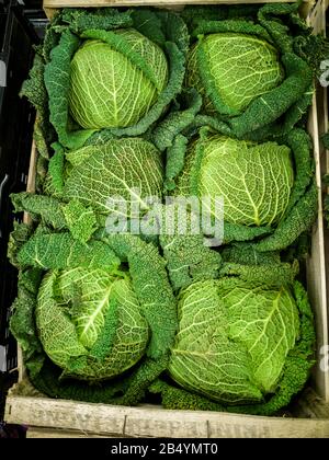 Savoyenkohl in der Holzkiste Stockfoto