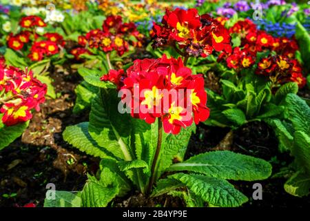 Rote Primrose Primula Polyanthus im Garten Stockfoto