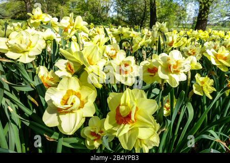 Narcissus "Duble Fashion" Daffodils Stockfoto