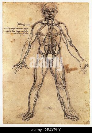 Leonardo da Vinci. Anatomische Abbildung des Herzens, der Lunge und der Hauptarterien. 1493 Stockfoto