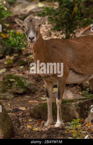 Mouflon, Ovis orientalis musimon, - der Vorfahre moderner Schafe. Weiblich im Wald. Stockfoto