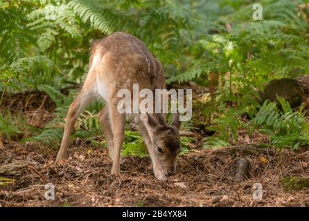 Dama-Dama, Dama-Fähnchen im Wald zwischen Bracken. Stockfoto
