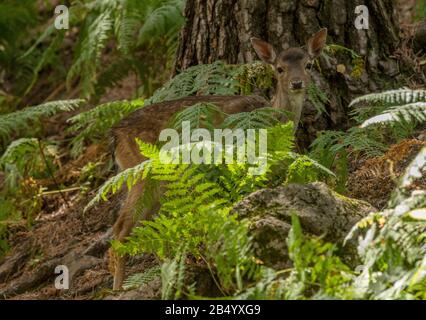 Dama-Dama, Dama-Fähnchen im Wald zwischen Bracken. Stockfoto