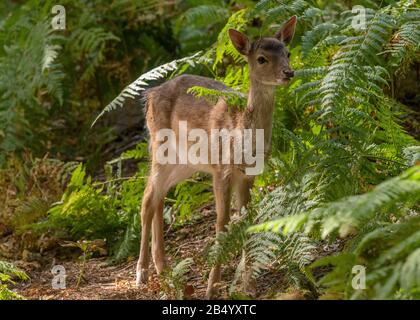 Dama-Dama, Dama-Fähnchen im Wald zwischen Bracken. Stockfoto