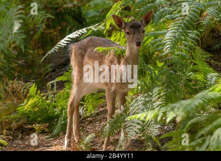 Dama-Dama, Dama-Fähnchen im Wald zwischen Bracken. Stockfoto