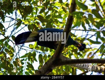 Turacos sind in Afrika endemisch und der riesige und spektakuläre Great Blue Turaco ist der größte der Familie. Stockfoto