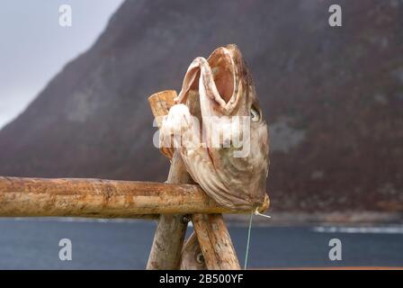 Codfish-Kopf an Deck eines norwegischen Postschiffs als Köder präsentiert, um Weißwedeladler anzulocken Stockfoto