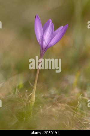 Ein herbstblühender Crocus, Crocus nudiflorus, in Blume im Berggrünland, Pyrenäen. Stockfoto