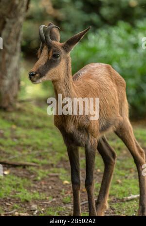 Adulte Pyrenäenamesen, Rupicapra pyrenaica oder Izard, die in montaner Graspiste, Pyrenäen, weiden. Stockfoto