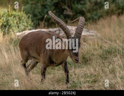 Pyrenäen Ibex, Capra pyrenaica, in montaner Graspiste in den pyrenäen. Stockfoto