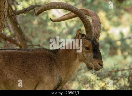 Pyrenäen Ibex, Capra pyrenaica, männlich, im Wald in den pyrenäen. Stockfoto