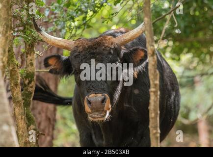 Ein Beispiel für primitives Taurin-Rind, Bos taurus taurus, das in offenem Wald weidet. Stockfoto