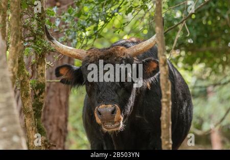 Ein Beispiel für primitives Taurin-Rind, Bos taurus taurus, das in offenem Wald weidet. Stockfoto