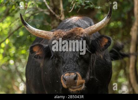 Ein Beispiel für primitives Taurin-Rind, Bos taurus taurus, das in offenem Wald weidet. Stockfoto