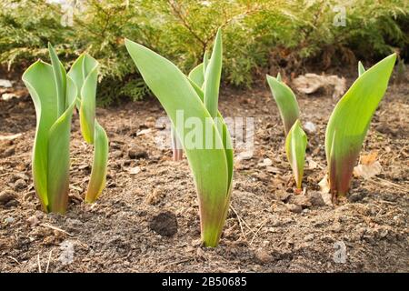 Junge kleine Tulpensprosse, die im frühen Frühling im Park wachsen, Thema der Gartenarbeit, Arbeitsplätze mit Pflanzen, Umweltfragen Stockfoto
