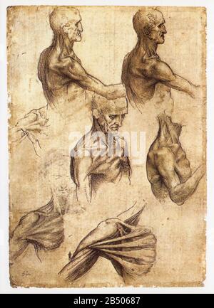 Leonardo da Vinci. Nacken-, Schulter- und Brustmuskeln in Aktion. 1508-1510 Stockfoto