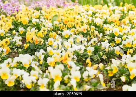 Mix aus verschiedenen weißen und gelben Pansien, Frühlings-Stimmungsblumen, die im Park gepflanzt wurden Stockfoto