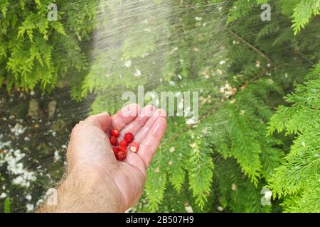 Mann Hand mit roter Wilderdbeere vor dem grünen Thuja-Äst Hintergrund, Gärtner in der Palme halten und Beeren mit Wasserspray waschen Stockfoto