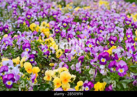 Feld von violetten und gelben Pansien, eine festliche Dekoration der Stadt mit Frühlingsblumen, die im Park gepflanzt wurden Stockfoto